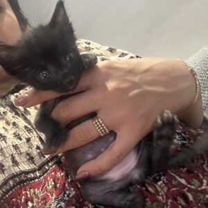 مورچه ، پسر کوچولوی ۲/۵ ماهه