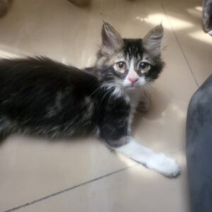 گربه DLH خوشگل