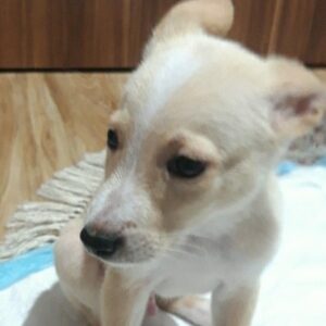 واگذاری لوکی ۴ ماهه مهربون