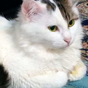 گربه گم شده