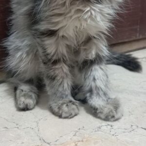 گربه خانم 3ماهه ناز