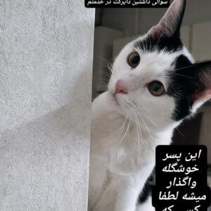 واگذاری گربه نر dsh