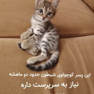 واگذارى يه پيشى ناز و شيطون بلا