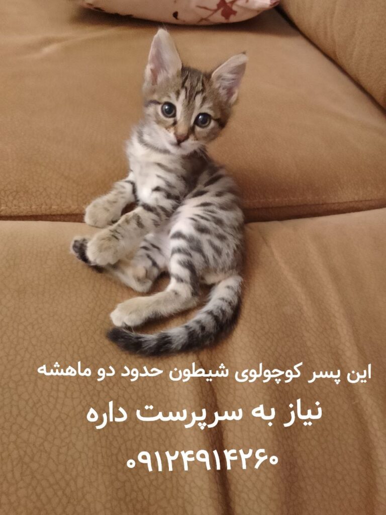 واگذارى يه پيشى ناز و شيطون بلا