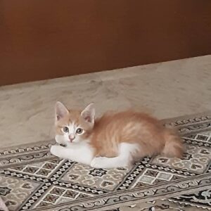 شاه پسر خوشگل پشمالو
