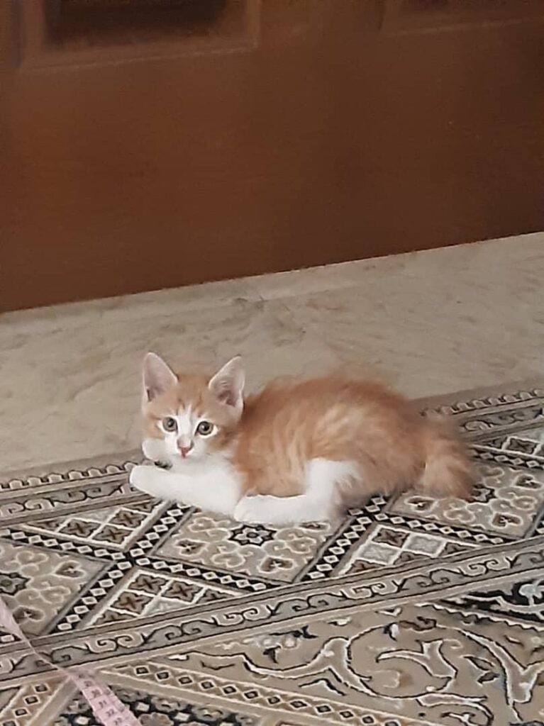 شاه پسر خوشگل پشمالو