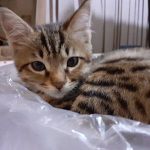 واگذاری گربه ۹ ماهه