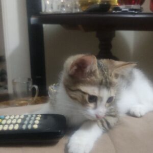 ببری٫ دختر ۳ ماهه