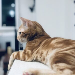 واگذاری گربه ۹ ماهه نر عقیم شده