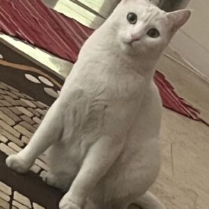 گربه سفيد گم شده