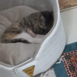 نژاد دقیق نمیدونم