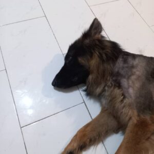 واگذهری سگ ژرمن