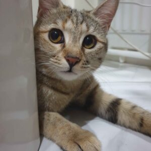 واگذاری گربه ۱۱ ماهه