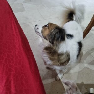 سگ پامر آشپیتز ماده دو ساله