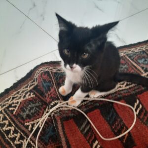 واگذاری گربه ماده