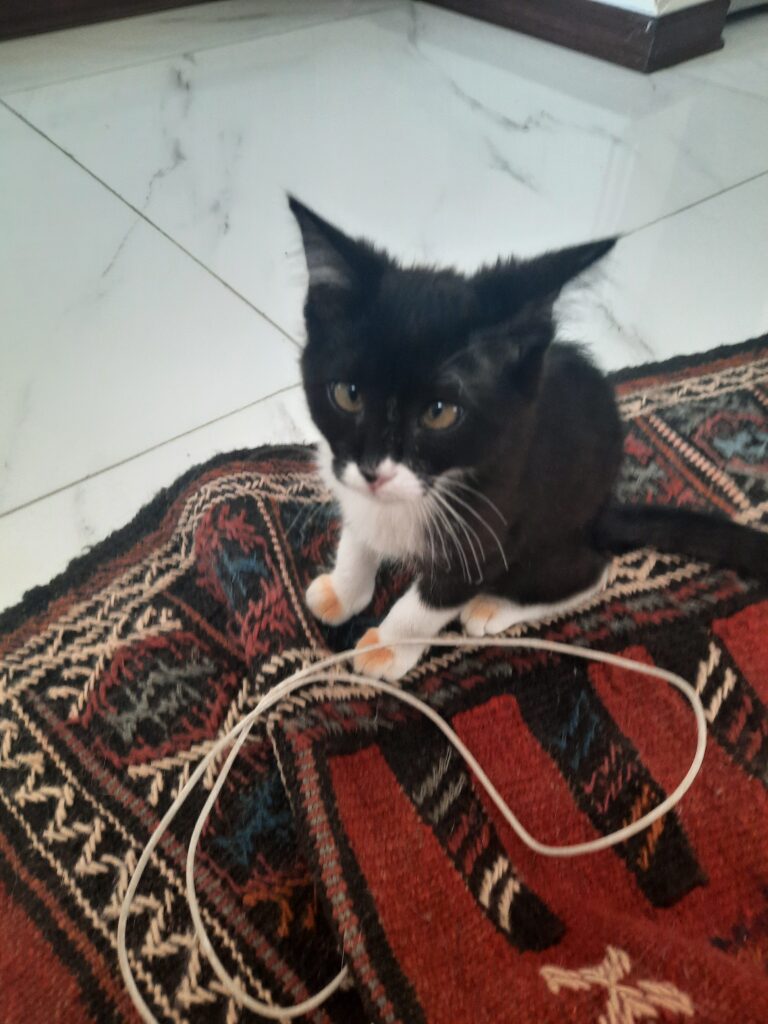 واگذاری گربه ماده