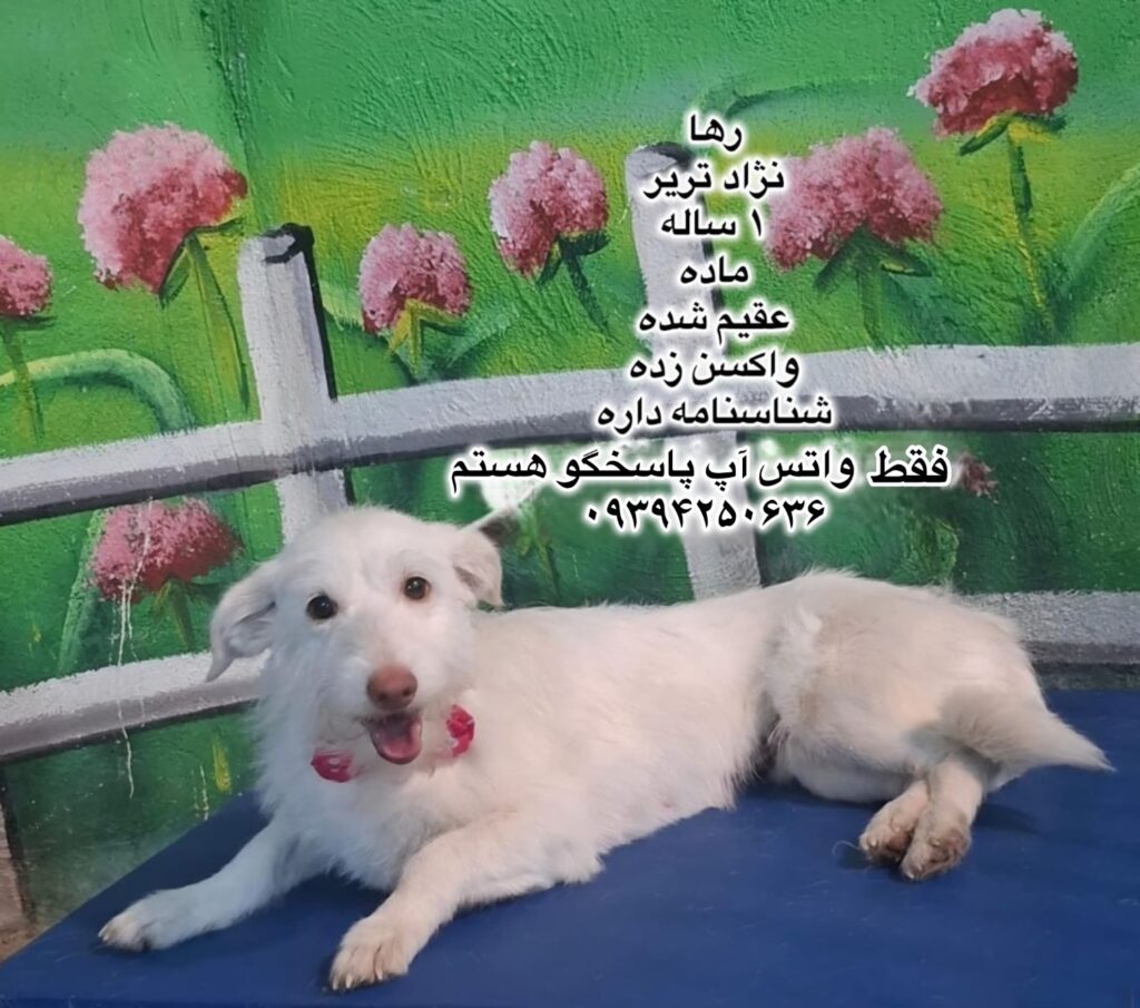 دختر یک ساله تریر