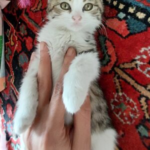 بانی کوچلو