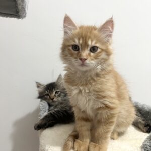 واگذاري دو بچه گربه سه ماهه