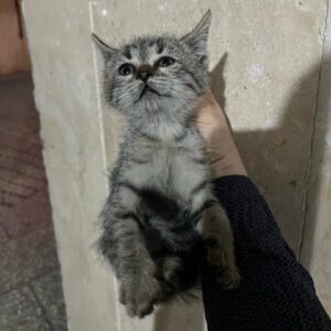 گربه ۵۰ روزه