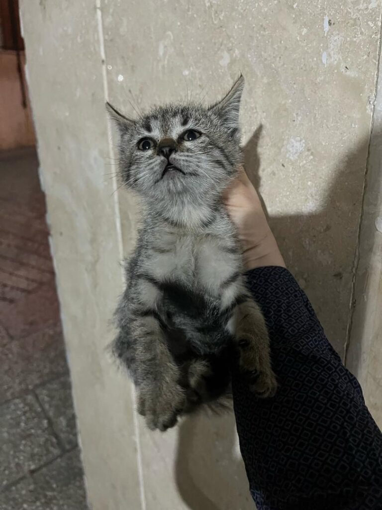 گربه ۵۰ روزه