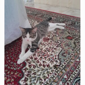 واگذاری گربه نر خوشگل واروم