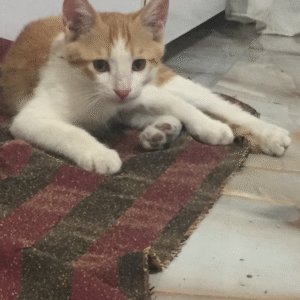 بچه گربه