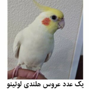 عروس هلندی لوتینو گمشده