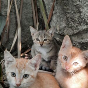واگذاری بچه گربه
