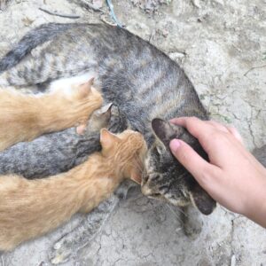 واگذاری ضروری گربه همراه دو تا از بچه هاش dsh