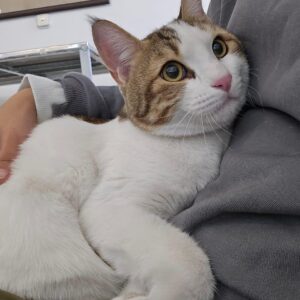 واگذاری دختر زیبا 2 ساله