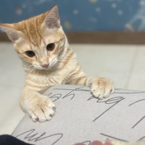 واگذاری گربه DSH نارنجی