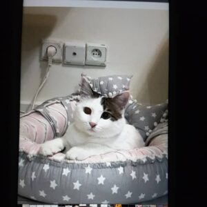 گربه گمشده محدوده پارک لاله
