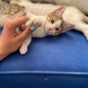 واگذاری دوتا بچه گربه لوس