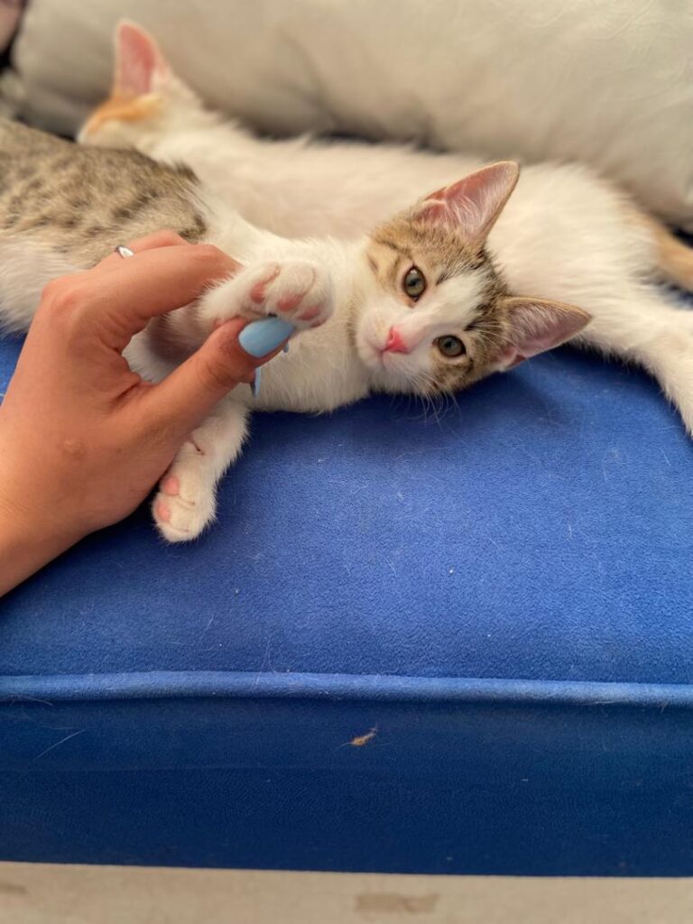 واگذاری دوتا بچه گربه لوس