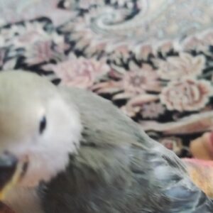طوطی برزیلی گمشده
