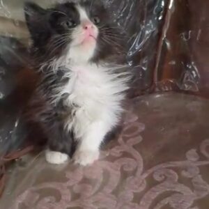 پسر نژاد تاکسیدو مو بلند ۴ ماهه