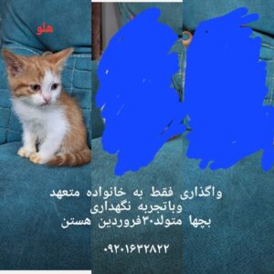 بچه گربه ۴۵روزه