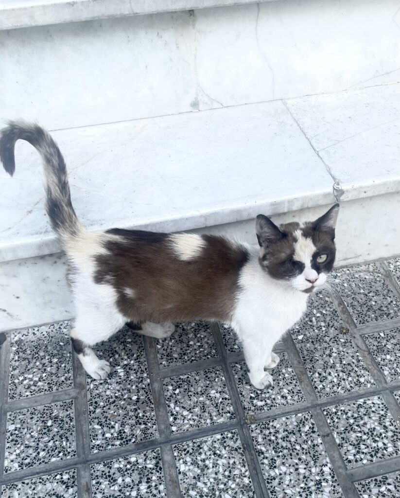 واگذاری گربه کرج