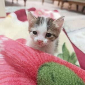 بچه گربه ناز و آروم