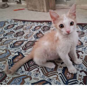 بچه گربه ی 2 ماه امداد شده