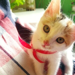 عروسک بازیگوش