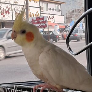 عروس هلندی گمشده