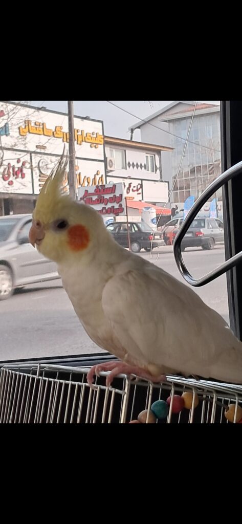 عروس هلندی گمشده