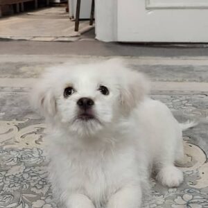 توله نر شش ماهه