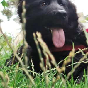 واگذاری سگ ژرمن بلک ماده 1ساله