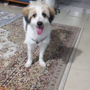 سگ اشپیتز ۱سال و ۸ ماه