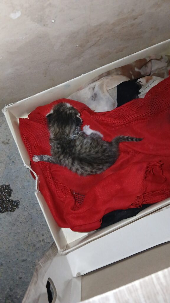 واگذاری بچه گربه