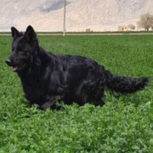 ژرمن شپرد