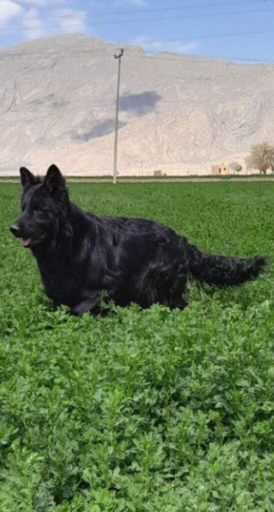 ژرمن شپرد